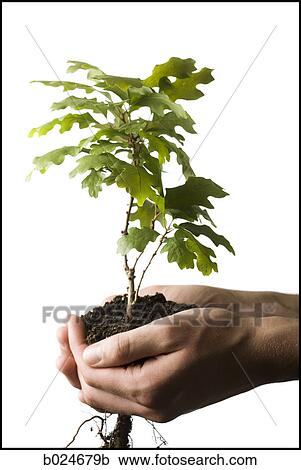tree in the palm of a hand View Large Photo Image Stock Image - tree in the palm of a hand. Fotosearch