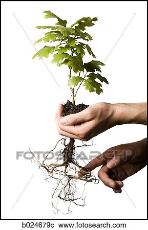 tree in the palm of a hand View Large Photo Image Stock Image - tree in the palm of a hand. Fotosearch