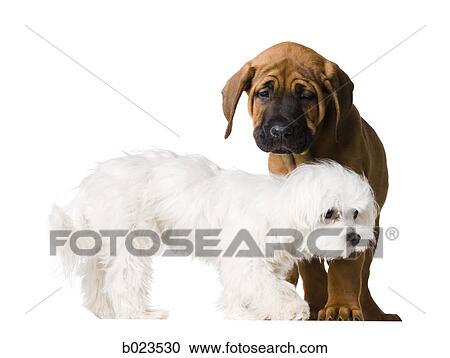 two dogs View Large Photo Image Stock Image - two dogs. Fotosearch