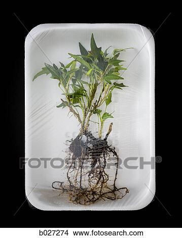 uprooted plant in supermarket packaging View Large Photo Image Picture - uprooted plant in supermarket packaging. Fotosearch