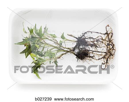 uprooted plant in supermarket packaging View Large Photo Image Stock Photo - uprooted plant in supermarket packaging. Fotosearch