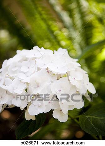Stock Image - white flowering plant. Fotosearch