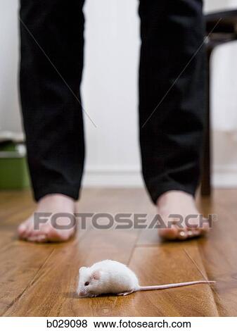 Stock Photo - white mouse on the floor with human legs standing behind it. Fotosearch