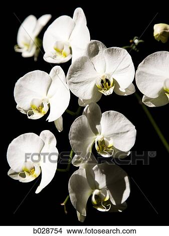 white orchids against a black background View Large Photo Image Picture - white orchids against a black background. Fotosearch
