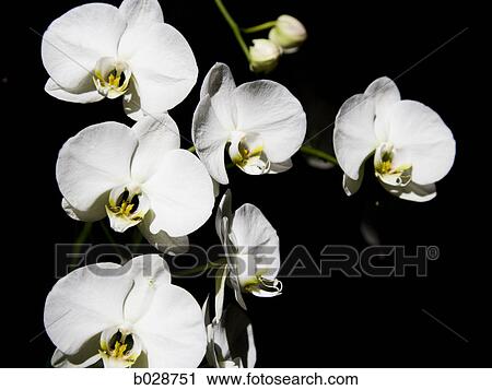 white orchids against a black background View Large Photo Image Stock Image - white orchids against a black background. Fotosearch