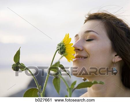 woman smelling a sunflower View Large Photo Image Stock Image - woman smelling a sunflower. Fotosearch
