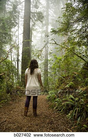woman walking through a forest of giant redwoods View Large Photo Image Stock Image - woman walking through a forest of giant redwoods. Fotosearch