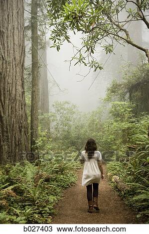 woman walking through a forest of giant redwoods View Large Photo Image Stock Image - woman walking through a forest of giant redwoods. Fotosearch