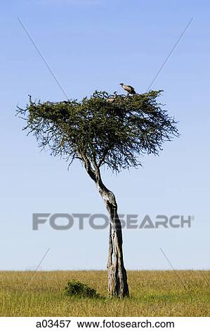 Birds in an acacia tree, Africa View Large Photo Image Stock Photo - Birds in an acacia tree, Africa. Fotosearch
