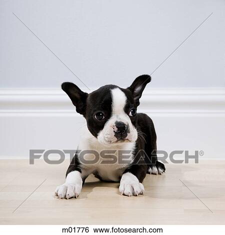 boston terrier puppy View Large Photo Image Stock Photograph - boston terrier puppy. Fotosearch