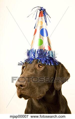 chocolate lab with a birthday party hat on his head View Large Photo Image Stock Photo - chocolate lab with a birthday party hat on his head. Fotosearch