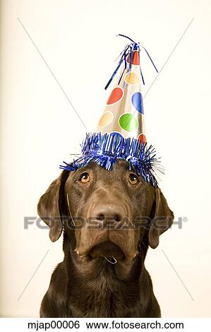chocolate lab with a birthday party hat on his head View Large Photo Image Stock Photograph - chocolate lab with a birthday party hat on his head. Fotosearch