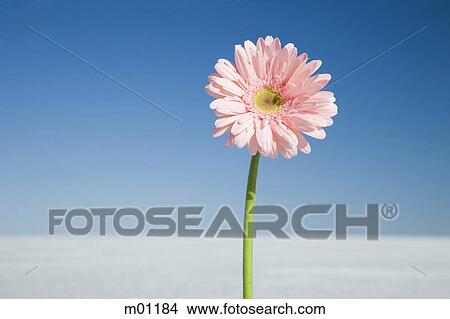 Picture - daisy in the middle of nowhere. Fotosearch