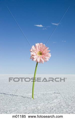 daisy in the middle of nowhere View Large Photo Image Stock Photography - daisy in the middle of nowhere. Fotosearch