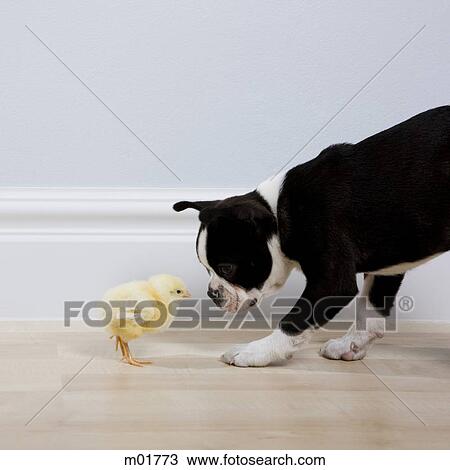 dog and a chick View Large Photo Image Stock Image - dog and a chick. Fotosearch