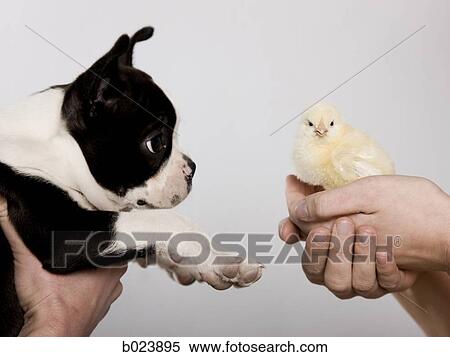 dog and a chick View Large Photo Image Stock Photography - dog and a chick. Fotosearch