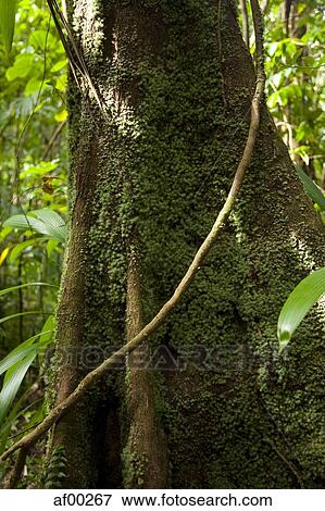 Dominica, Emerald Falls, Giant tree trunk covered by moss View Large Photo Image Stock Photo - Dominica, Emerald Falls, Giant tree trunk covered by moss. Fotosearch