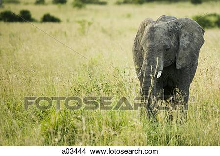Elephant walking through tall grass, Africa View Large Photo Image Picture - Elephant walking through tall grass, Africa. Fotosearch