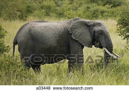 Elephant walking through tall grass, Africa View Large Photo Image Stock Photo - Elephant walking through tall grass, Africa. Fotosearch