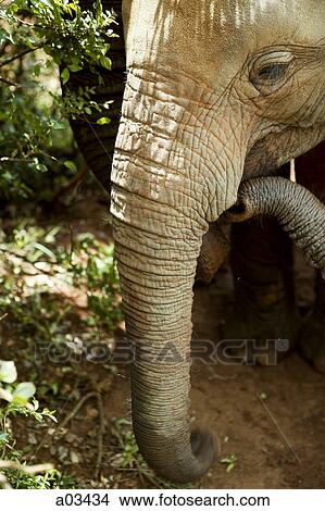 Elephants in Kenya, Africa View Large Photo Image Picture - Elephants in Kenya, Africa. Fotosearch