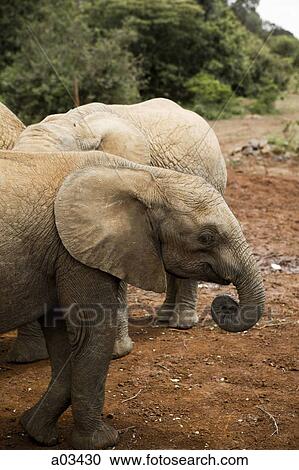 Stock Image - Elephants in Kenya, Africa. Fotosearch