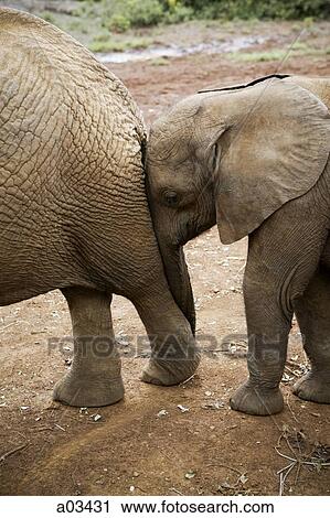 Elephants in Kenya, Africa View Large Photo Image Stock Image - Elephants in Kenya, Africa. Fotosearch