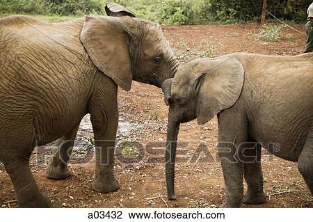 Elephants in Kenya, Africa View Large Photo Image Stock Image - Elephants in Kenya, Africa. Fotosearch