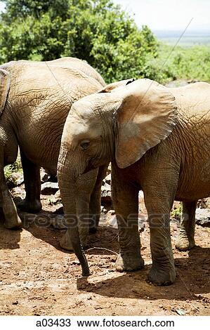 Stock Image - Elephants in Kenya, Africa. Fotosearch