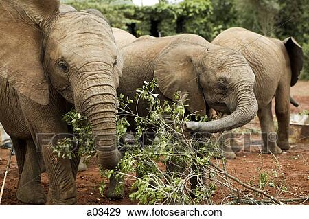 Elephants in Kenya, Africa View Large Photo Image Stock Photo - Elephants in Kenya, Africa. Fotosearch