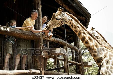 Family feeding giraffes in Kenya, Africa View Large Photo Image Stock Photo - Family feeding giraffes in Kenya, Africa. Fotosearch