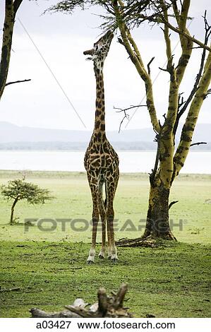 Stock Photo - Giraffe in Kenya, Africa. Fotosearch
