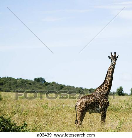 Giraffe in Kenya, Africa View Large Photo Image Stock Photo - Giraffe in Kenya, Africa. Fotosearch