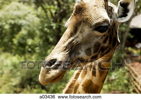 Giraffe in Kenya, Africa View Large Photo Image Stock Photograph - Giraffe in Kenya, Africa. Fotosearch