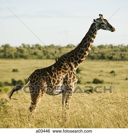 Stock Photograph - Giraffe in Kenya, Africa. Fotosearch