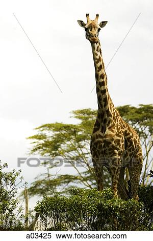 Stock Photography - Giraffe in Kenya, Africa. Fotosearch