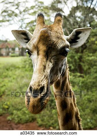 Giraffe in Kenya, Africa View Large Photo Image Stock Photography - Giraffe in Kenya, Africa. Fotosearch