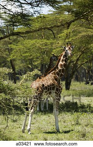 Giraffes in Kenya, Africa View Large Photo Image Stock Image - Giraffes in Kenya, Africa. Fotosearch