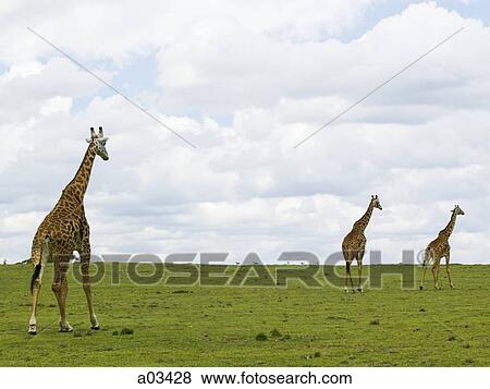 Giraffes in Kenya, Africa View Large Photo Image Stock Photo - Giraffes in Kenya, Africa. Fotosearch