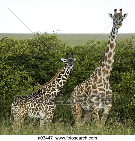 Giraffes in Kenya, Africa View Large Photo Image Stock Photo - Giraffes in Kenya, Africa. Fotosearch