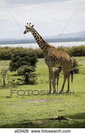 Giraffes in Kenya, Africa View Large Photo Image Stock Photograph - Giraffes in Kenya, Africa. Fotosearch