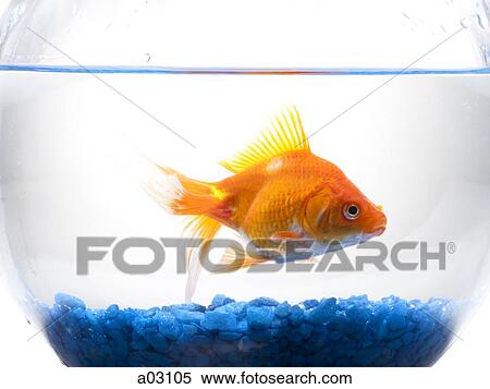 Goldfish in a bowl View Large Photo Image Stock Photography - Goldfish in a bowl. Fotosearch