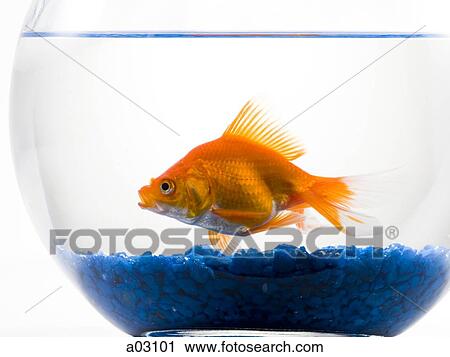 Goldfish in bowl on white background View Large Photo Image Stock Image - Goldfish in bowl on white background. Fotosearch