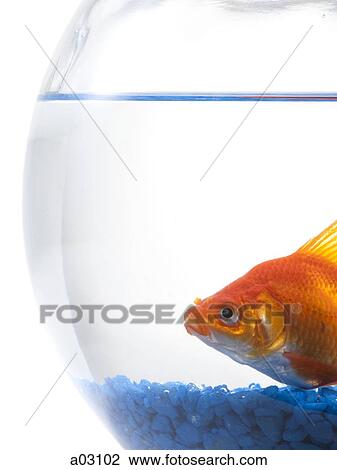 Goldfish in bowl on white background View Large Photo Image Stock Image - Goldfish in bowl on white background. Fotosearch