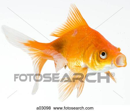 Goldfish on white background View Large Photo Image Stock Photo - Goldfish on white background. Fotosearch