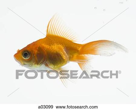 Goldfish on white background View Large Photo Image Stock Photo - Goldfish on white background. Fotosearch