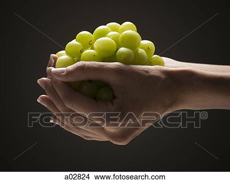 Grapes in young woman's hands View Large Photo Image Picture - Grapes in young woman's hands. Fotosearch