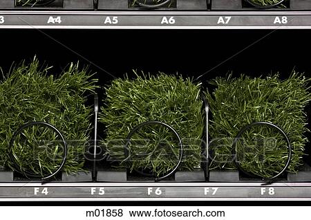 grass in a vending machine View Large Photo Image Stock Photo - grass in a vending machine. Fotosearch