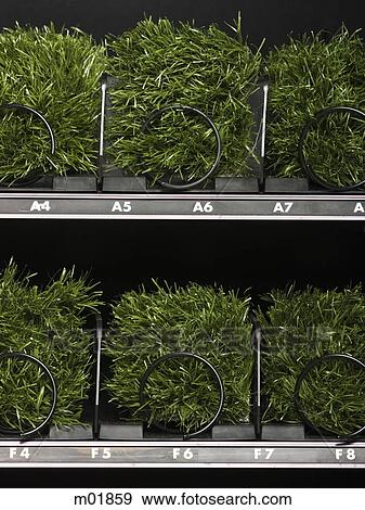 Stock Photo - grass in a vending machine. Fotosearch
