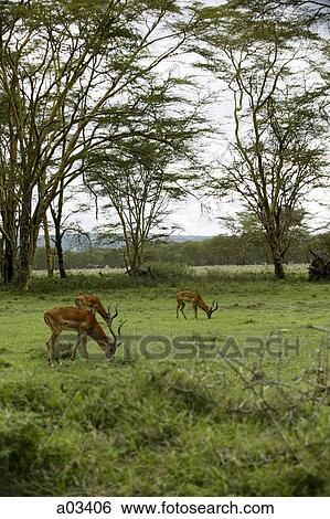 Group of gazelles grazing, Africa View Large Photo Image Stock Photograph - Group of gazelles grazing, Africa. Fotosearch
