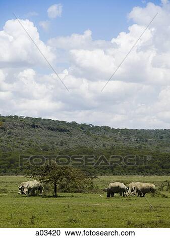 Group of rhinoceroses grazing through a field View Large Photo Image Stock Image - Group of rhinoceroses grazing through a field. Fotosearch
